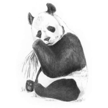 Sketching Made Easy Kit 5"X7”- Panda