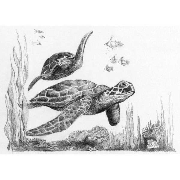 Turtle pencil sketch | hidden name | Kurt Rohlmann | Flickr
