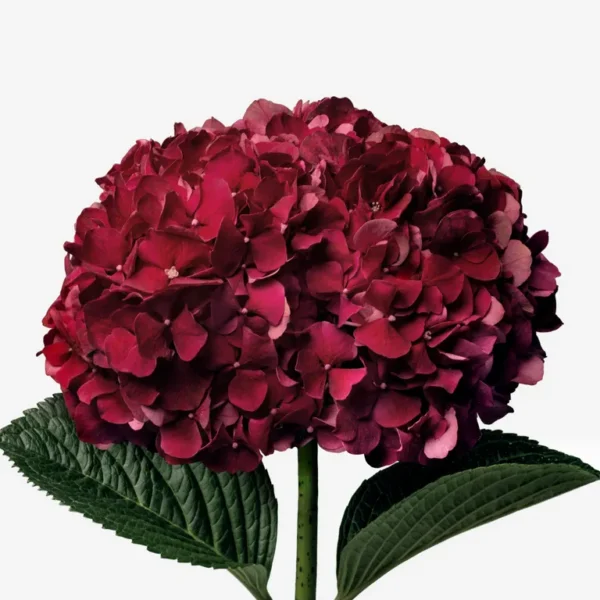 Hydrangea Red