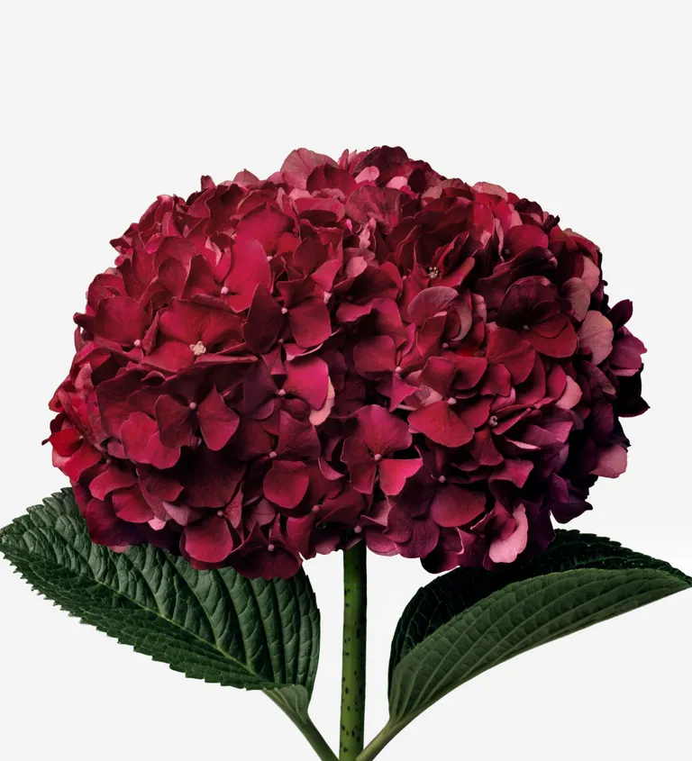 hydrangea_red_carpet_hydrangea_stem_4